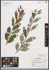 Foto von Salix phylicifolia L. x Salix starkeana Willd.